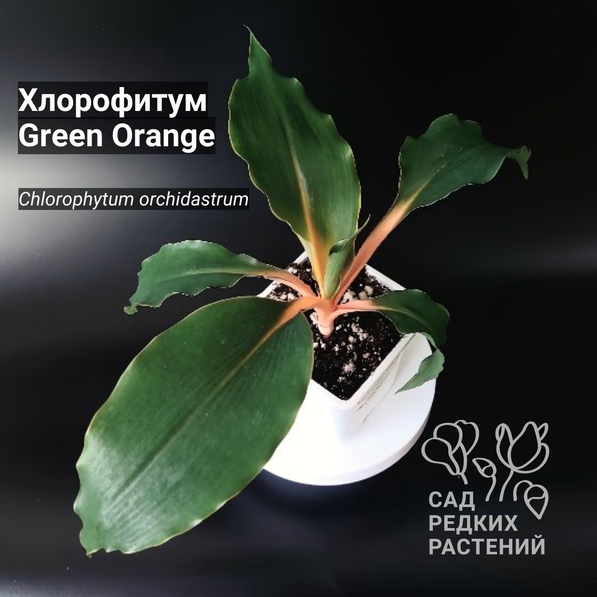 ХЛОРОФИТУМ ЗЕЛЕНО-ОРАНЖЕВЫЙ Chlorophytum orchidastrum Green Orange