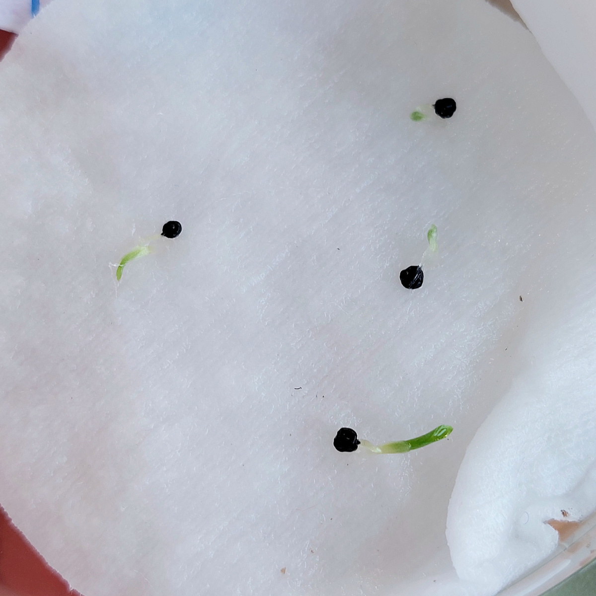 Семена ХЛОРОФИТУМ ЗЕЛЕНО-ОРАНЖЕВЫЙ Chlorophytum orchidastrum Green Orange