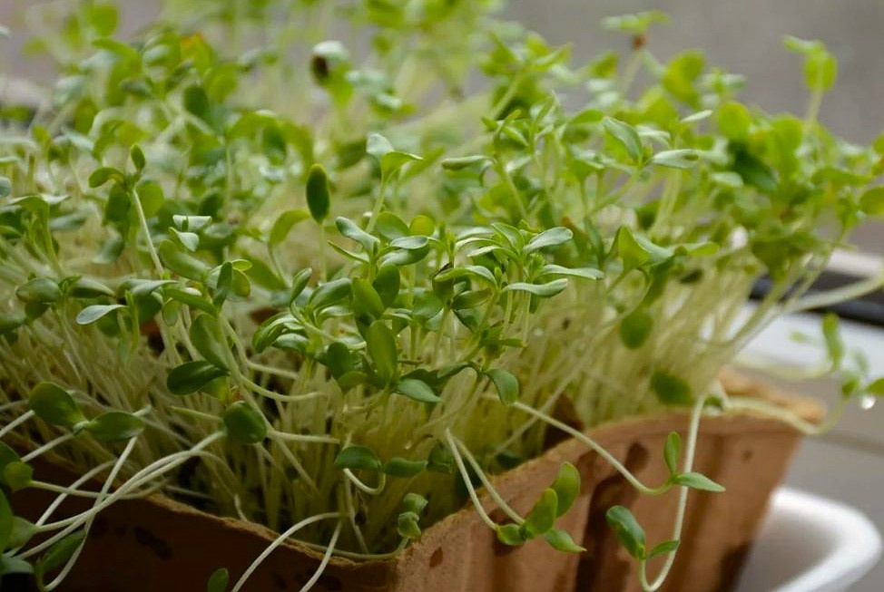 Микрозелень льна.