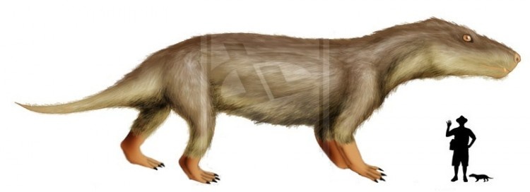 Луангва по сравнению с человеком.