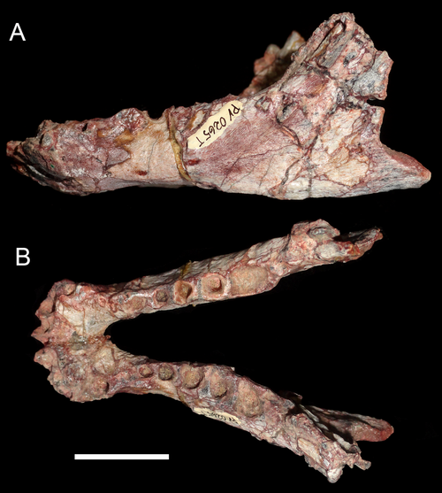 Нижняя челюсть луангвы.