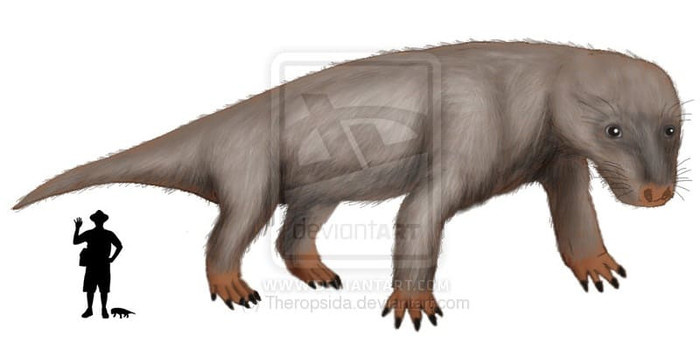 Дададон сравнению с человеком.