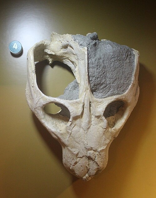 Череп дададона (вид сверху).