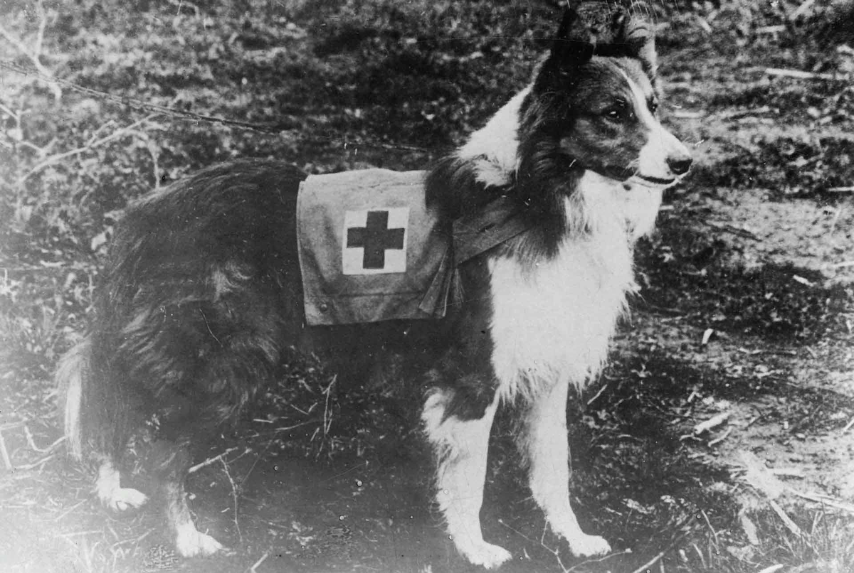 Собака санитар во время ВОВ