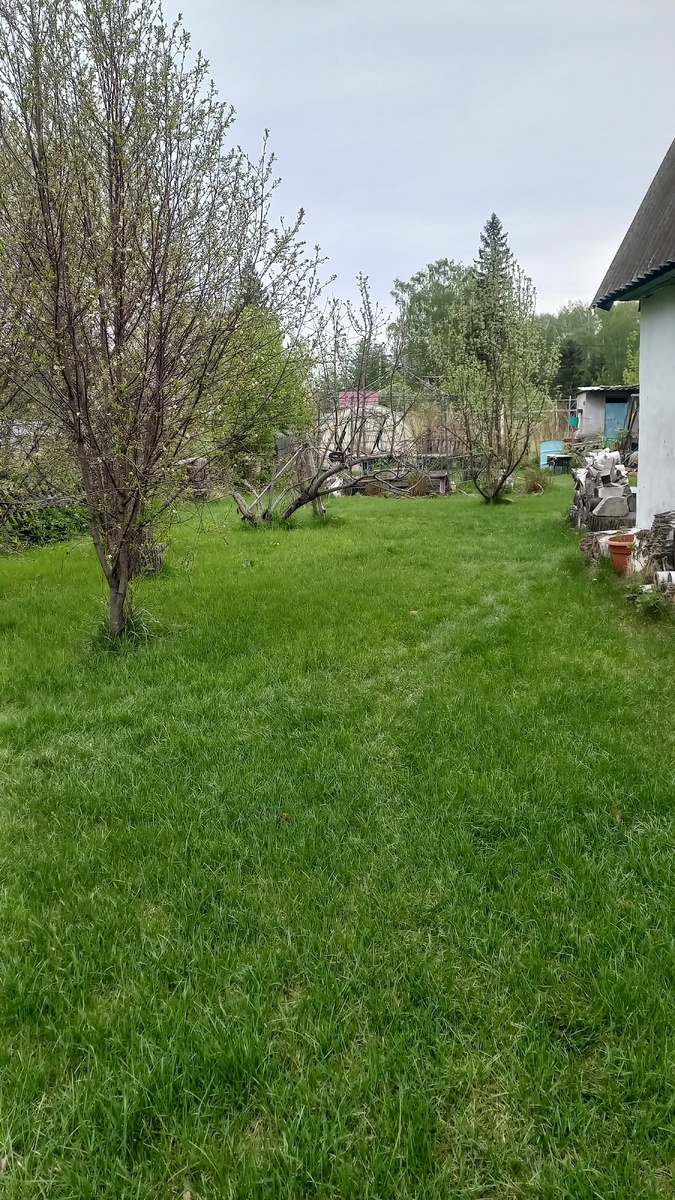 Делюсь. Это газон. На моей даче. Как он вам? 