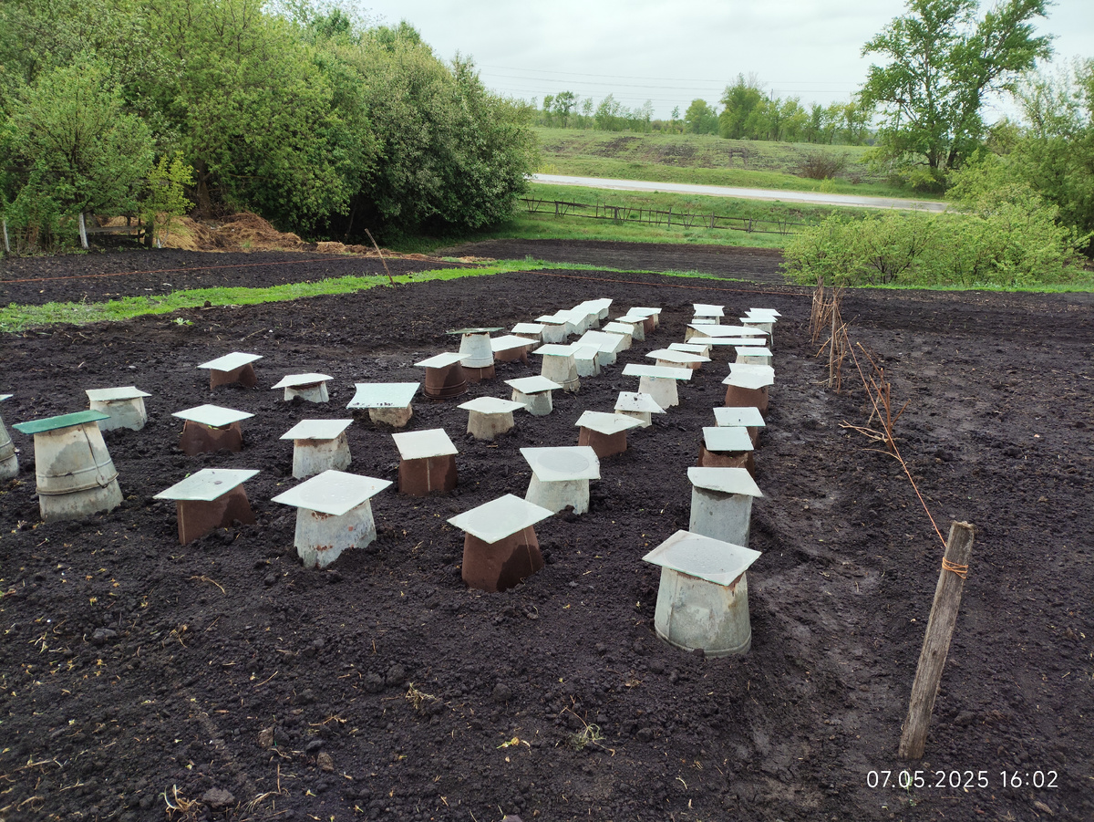 Первая  группа  томатов 2025  высажена  