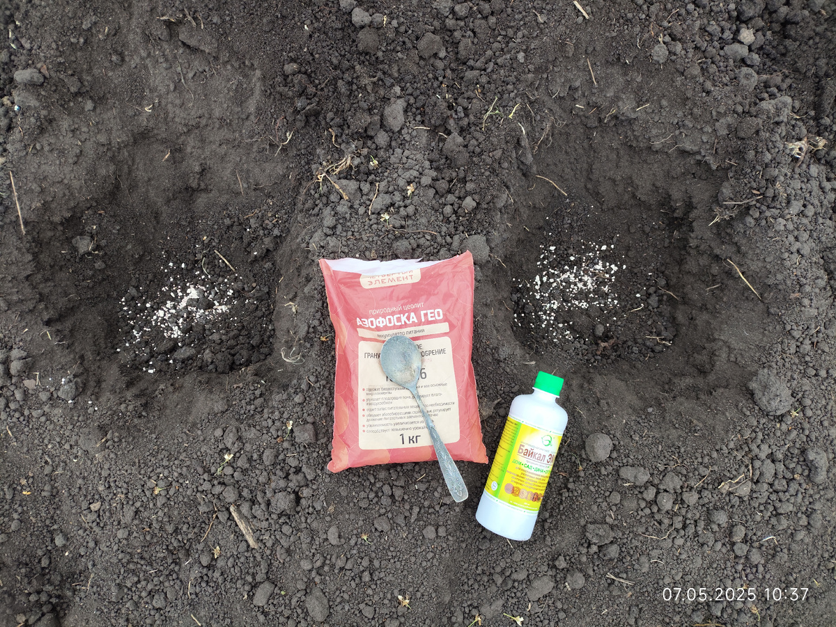 Рассаде  томатов в  помощь в  открытом  грунте 