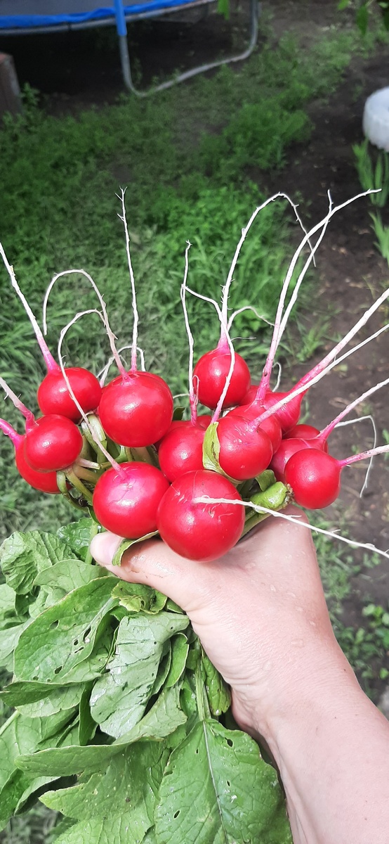 Редисочка с грядки 😍