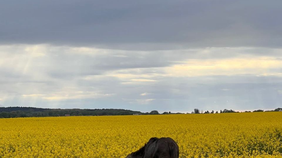 Как Калининград лося спасал