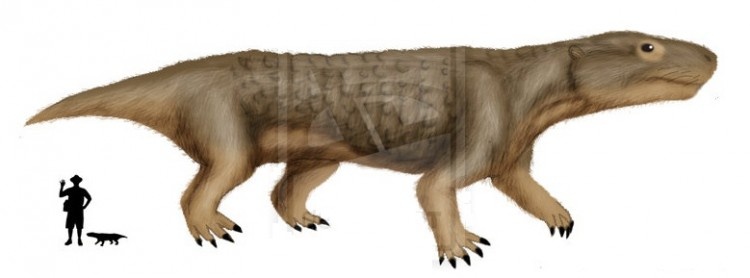 Протуберум по сравнению с человеком.