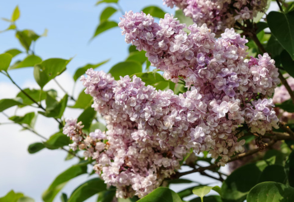 Наслаждаемся запахом и красотой сирени💜🪻🪻