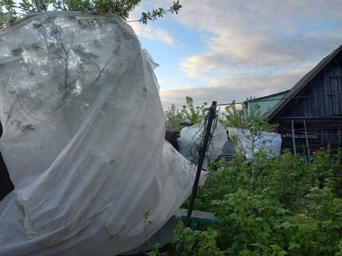 Укрытые вчера на ночь черешни.