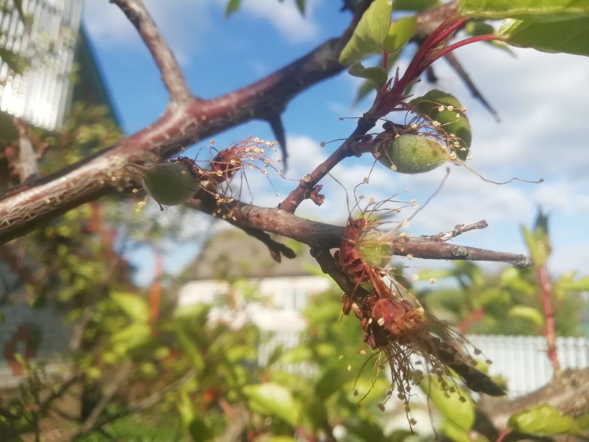 Фото дочери. 8 мая.