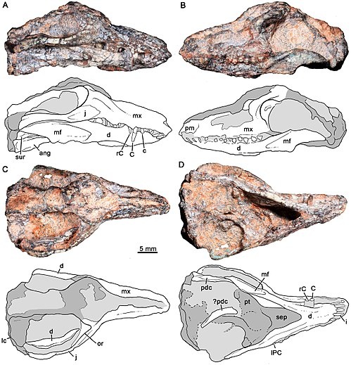 Череп протериодона и его прорисовки с разных ракурсов.