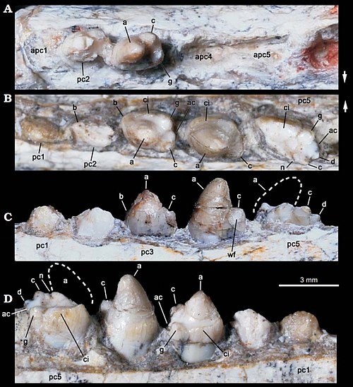 Заклыковые зубы канделариодона.