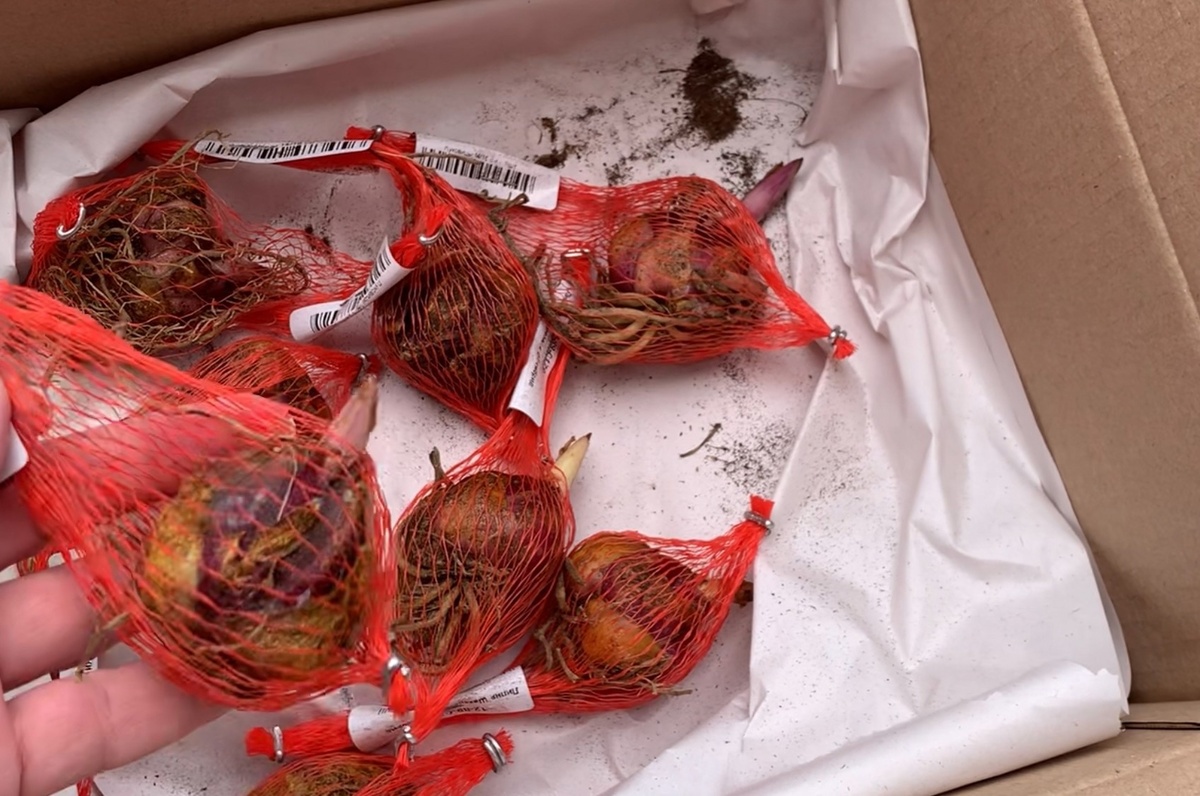 посылка с лилиями