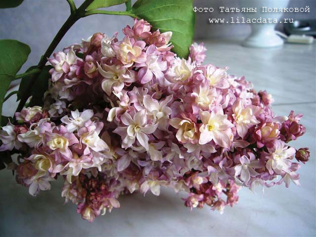 Сирень Фелерико Гарсия Лорка. Фото: Татьяна Полякова, https://lilacdata.ru/federiko-garsia-lorka
