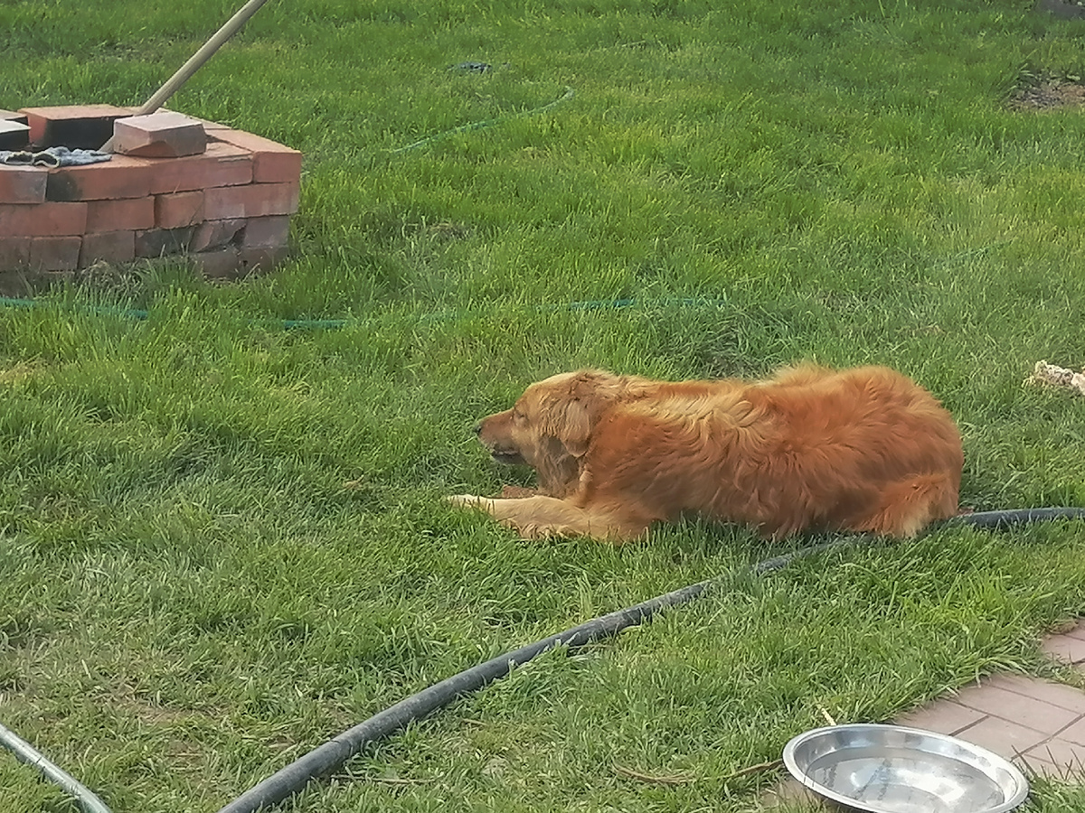 Герда кушает вкусняшку