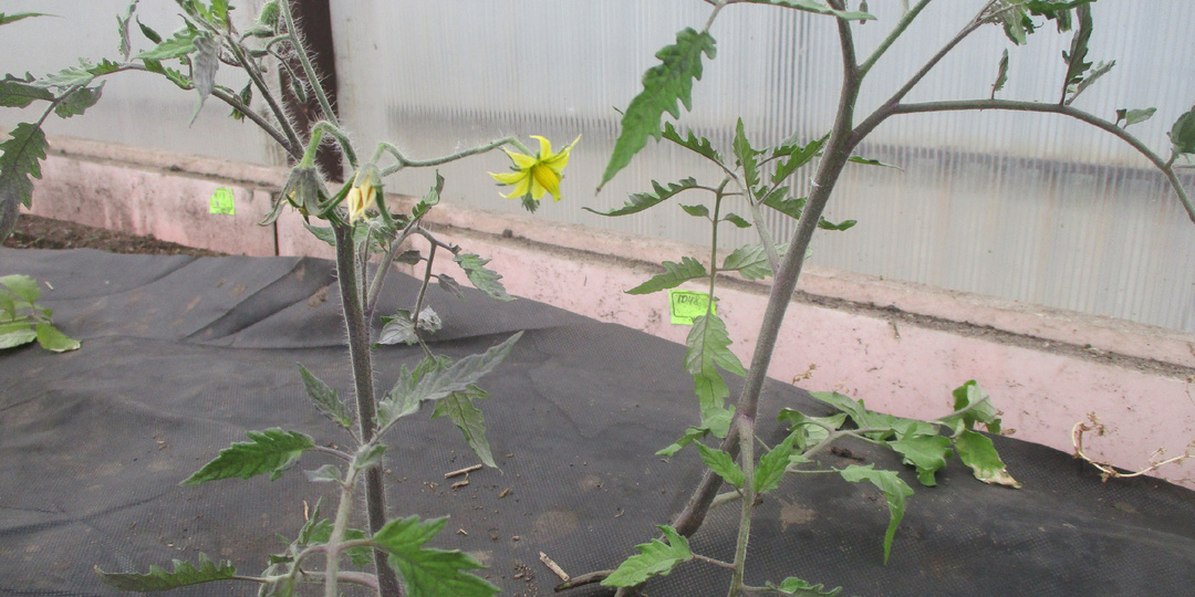 По 2 томата в одну лунку. Высадила в теплицу, рассказываю подробно.