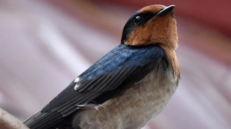     Ласточка. vk.com/agkm1823