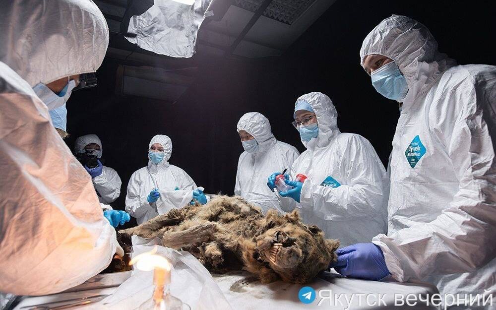 Ученые СВФУ и их научные партнеры проводят аутопсию древнего волка возрастом более 44 тысяч лет, 2024 год

