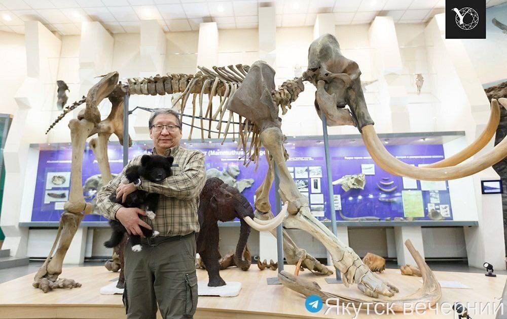 Исследователь Музея мамонта СВФУ Сергей Федоров позирует с щенком от клонированной якутской лайки Кэрэчээны