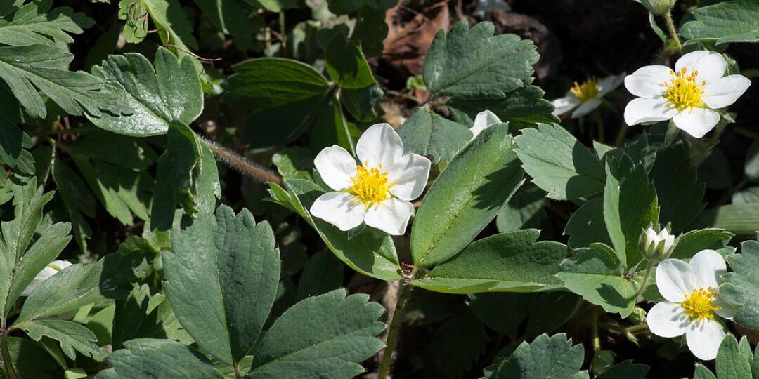 Борьба с земляничным клещом: возвращаем здоровье клубничным кустам