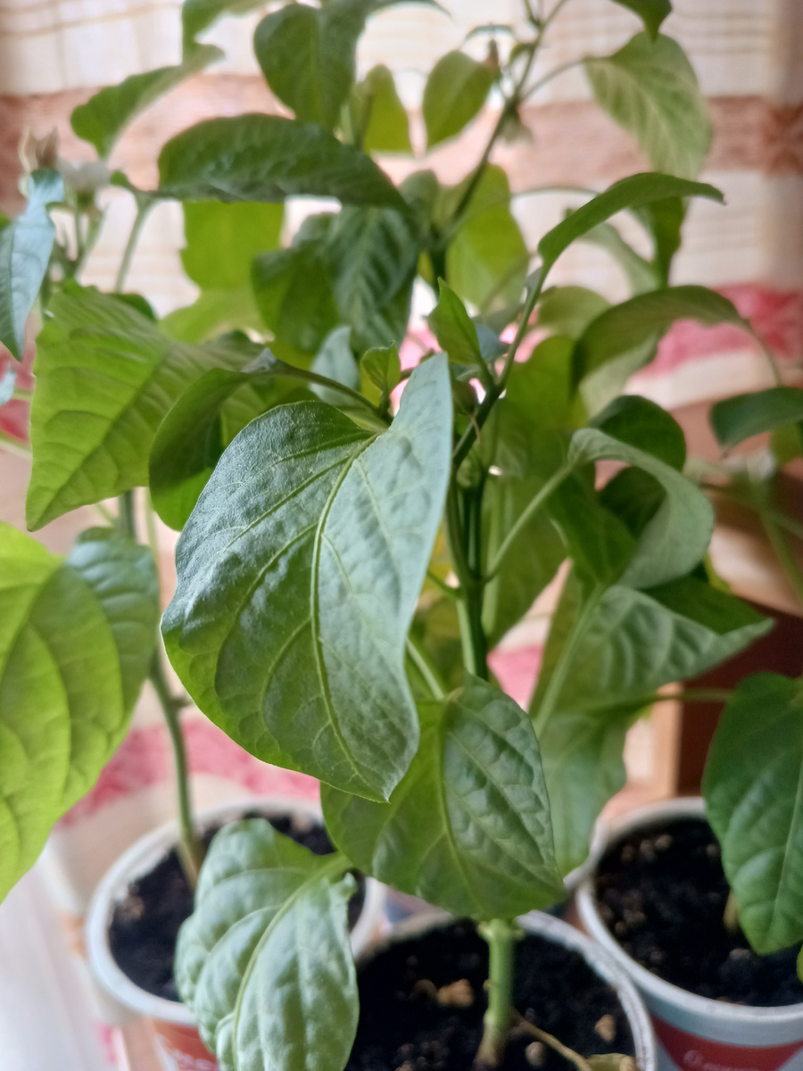 фото автора: рассада перцев ждет своего часа, пока ночью заморозки