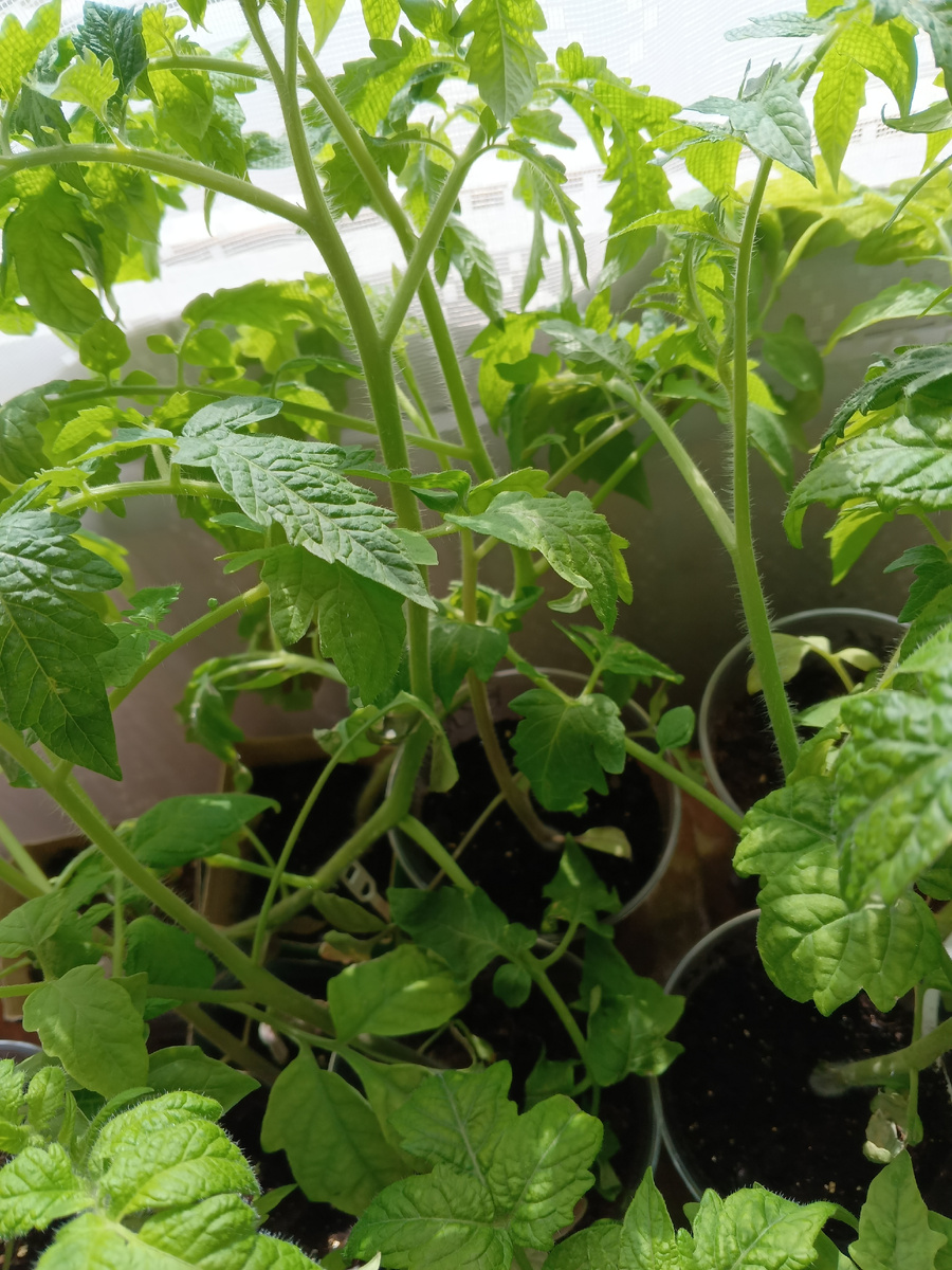 фото автора: рассада вывезена на дачу, пока холодно, потому в доме, позавчера снег  ❄️ еще шел