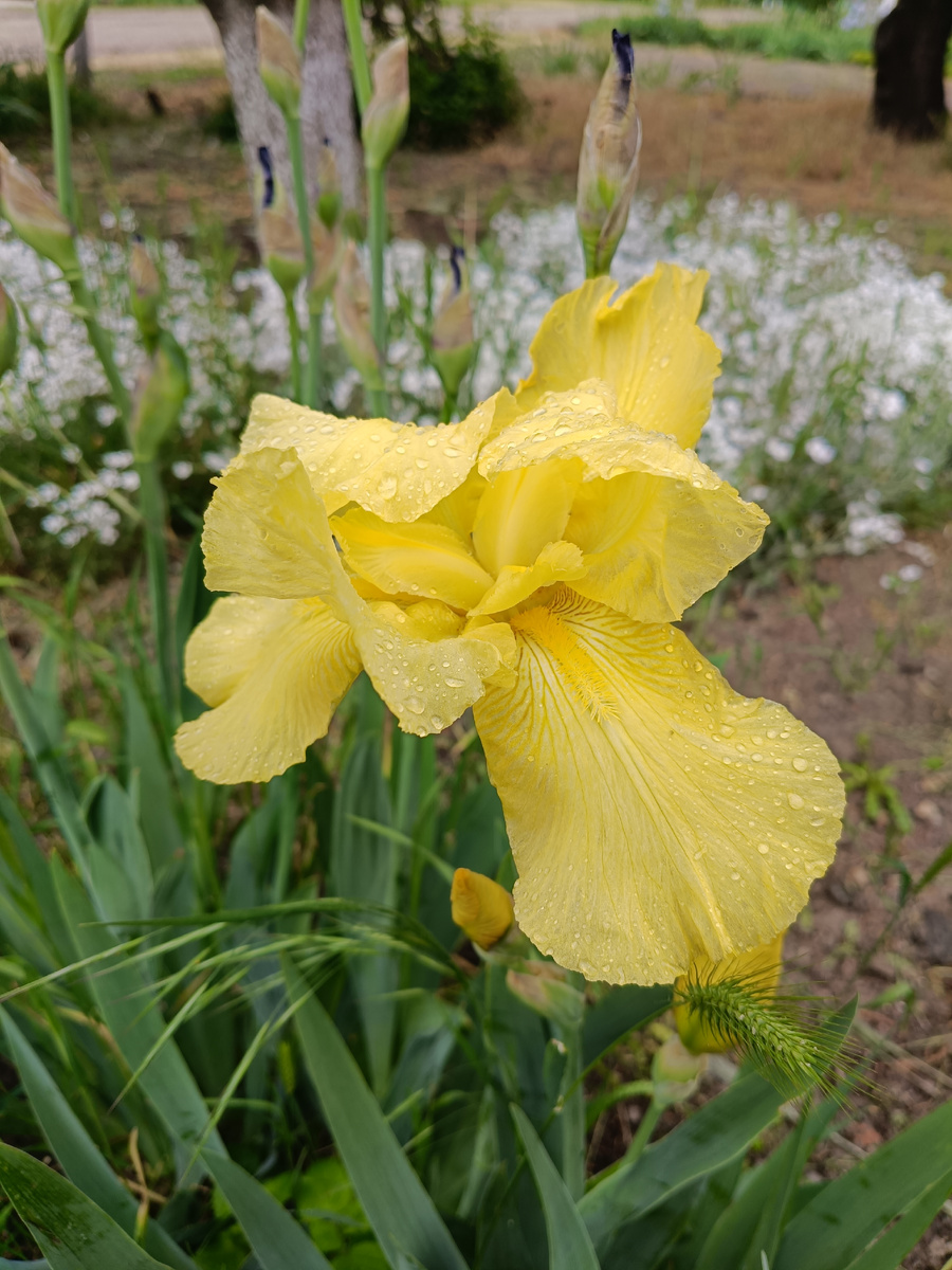 Ирисы у сестры перед домом