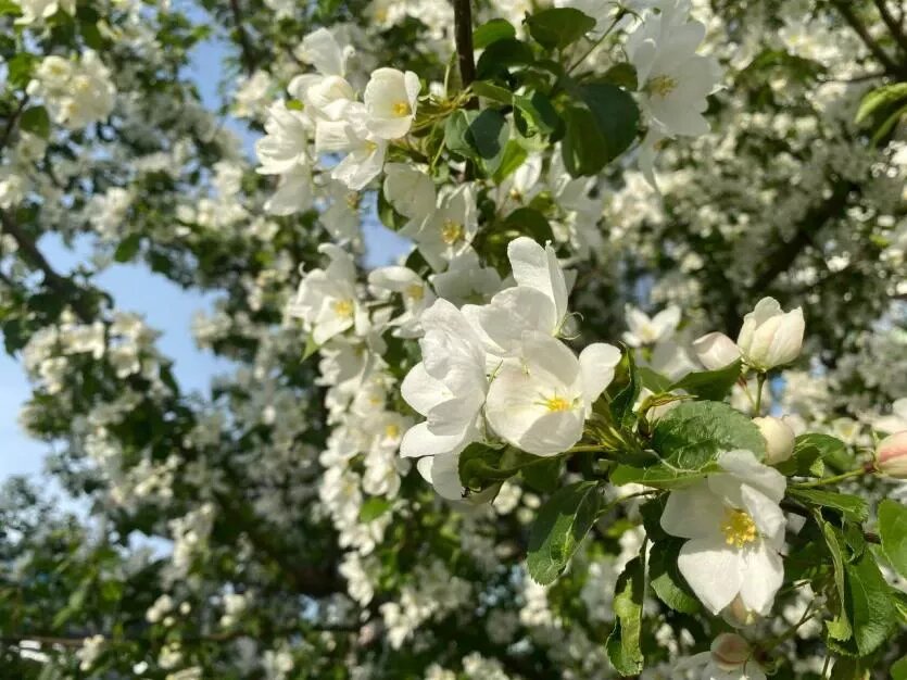 Фото: Телеграм-канал «Православие на Южном Урале»