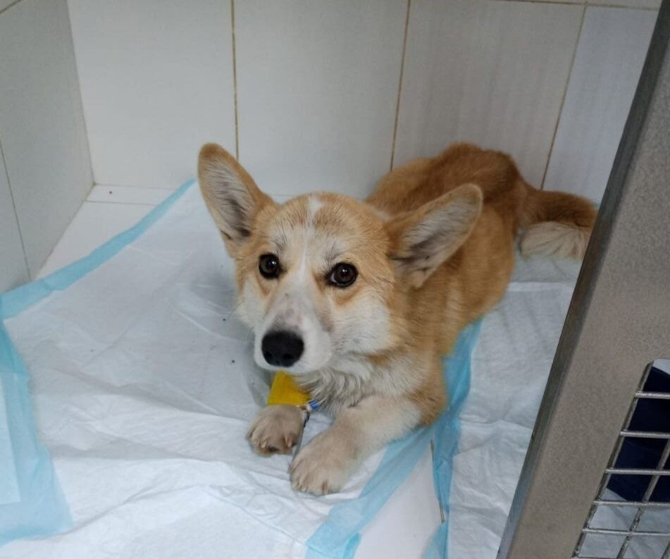    От истощения щенок корги не мог ходить. Фото: Телеграм-канал Корги Хелп