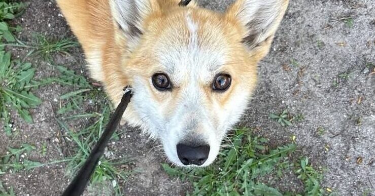    Джимми спасли волонтёры. Фото: Телеграм-канал Корги Хелп
