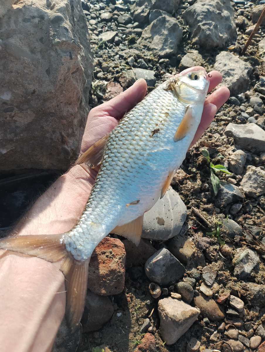 Эту воблу я поймал 3 года назад. Хороший экземпляр. В этом году ловил пока только окуня и тарашку. Вобла попадалась , но брать не стал, выпускал. Я не на столько фанат воблы, раньше ловил примерно сотню, не больше. Мне больше нравится сушёная щука, краснопёрка, карась тоже вкусный. Но большинство предпочитает ловить в районе 300 штук, что бы был запас на какое-то время. У меня в морозилке с прошлого года лежат ещё штук 20. С запретом стало опасно её брать. Я считаю, что это того не стоит. Заплатить штраф за каждую 500р, и лишиться своих удочек, чтобы потом их снова покупать из-за полсотни воблы.