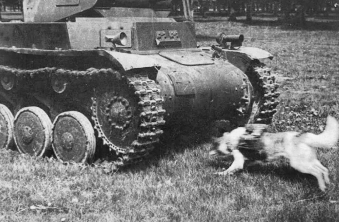 Собаки истребители танков