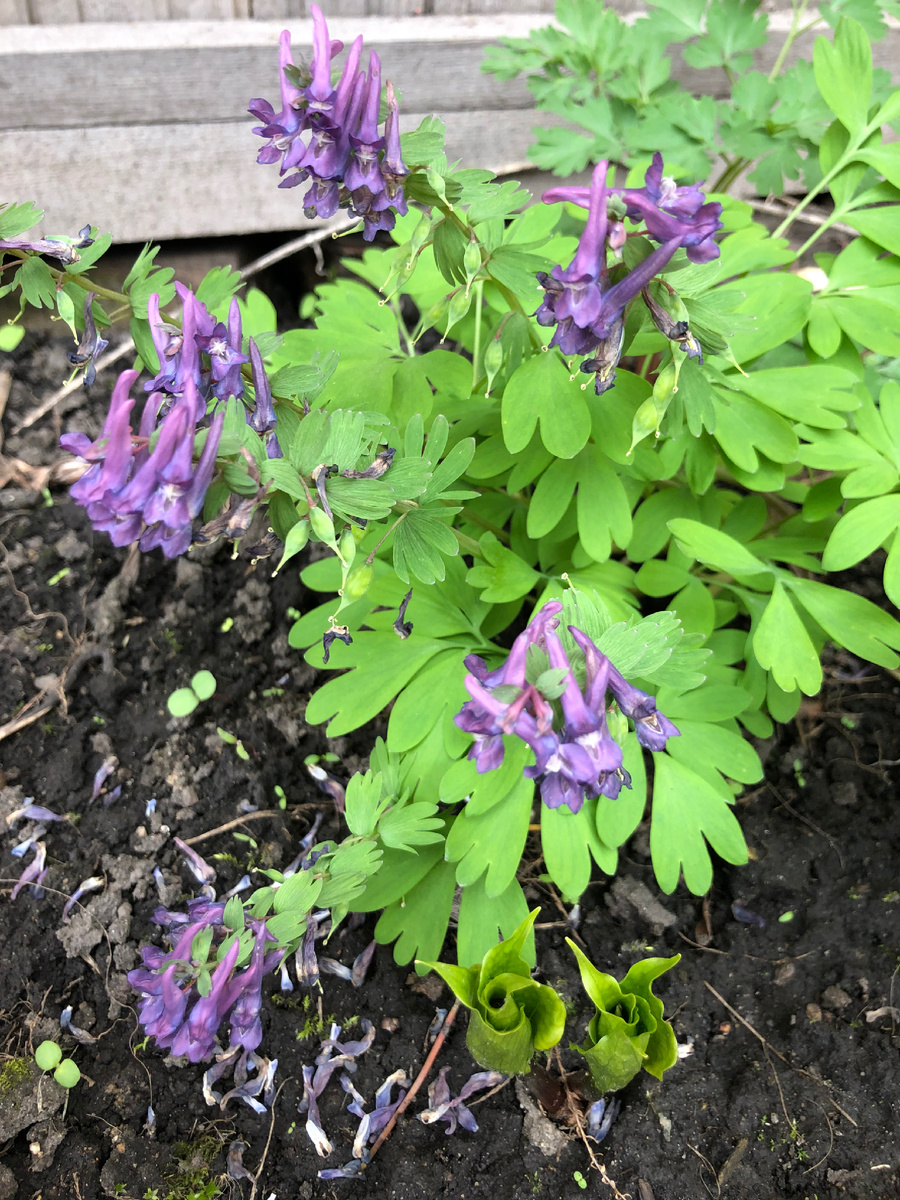 Хохлатка плотная