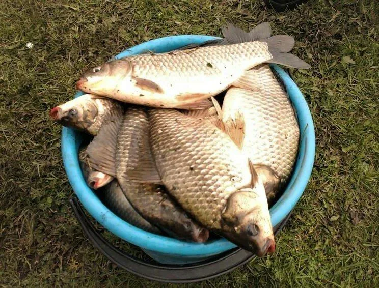    Фото с сайта: https://avatars.dzeninfra.ru