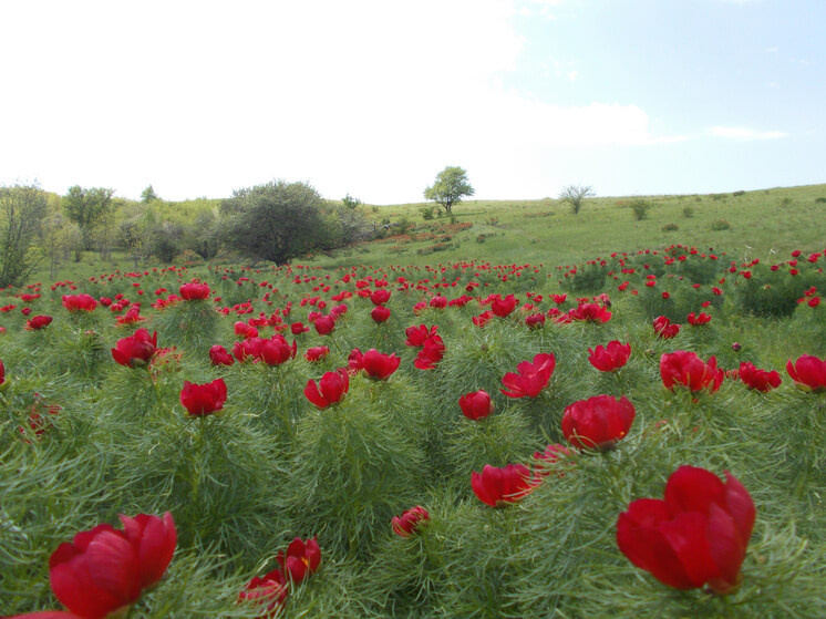    Фото: Облкомприроды Волгоградской области