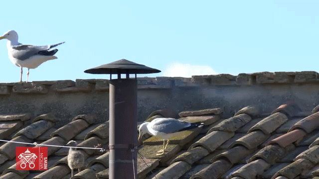    Дождались: из трубы Сикстинской капеллы Ватикана показался белый дым - новый папа избран! Источник: Vatican Media