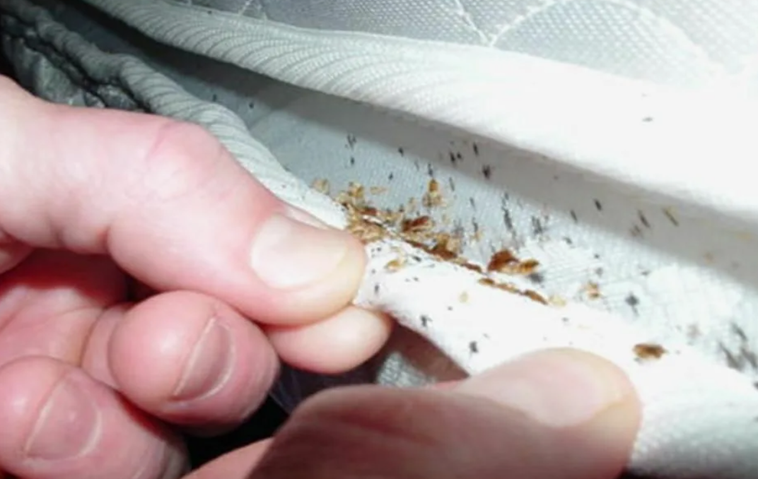 6 признаков того, что в квартире завелись клопы