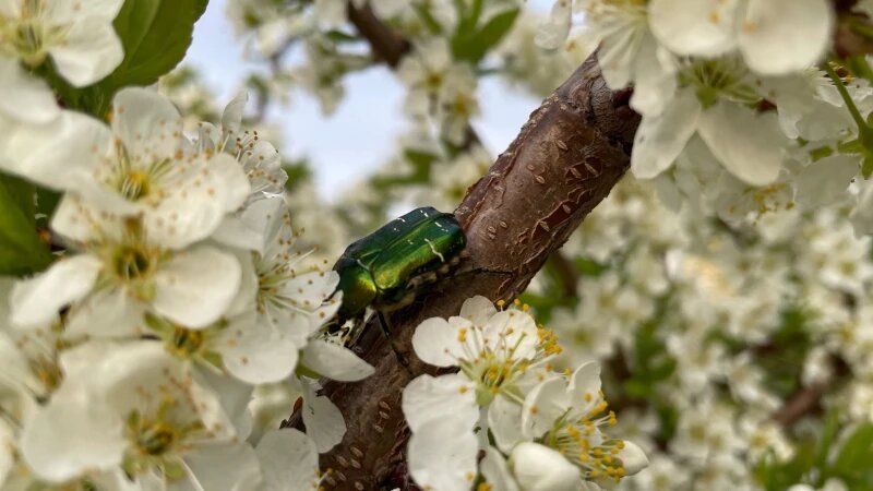     В барнаульских садоводствах зацвели сливы и груши Жанна Редько