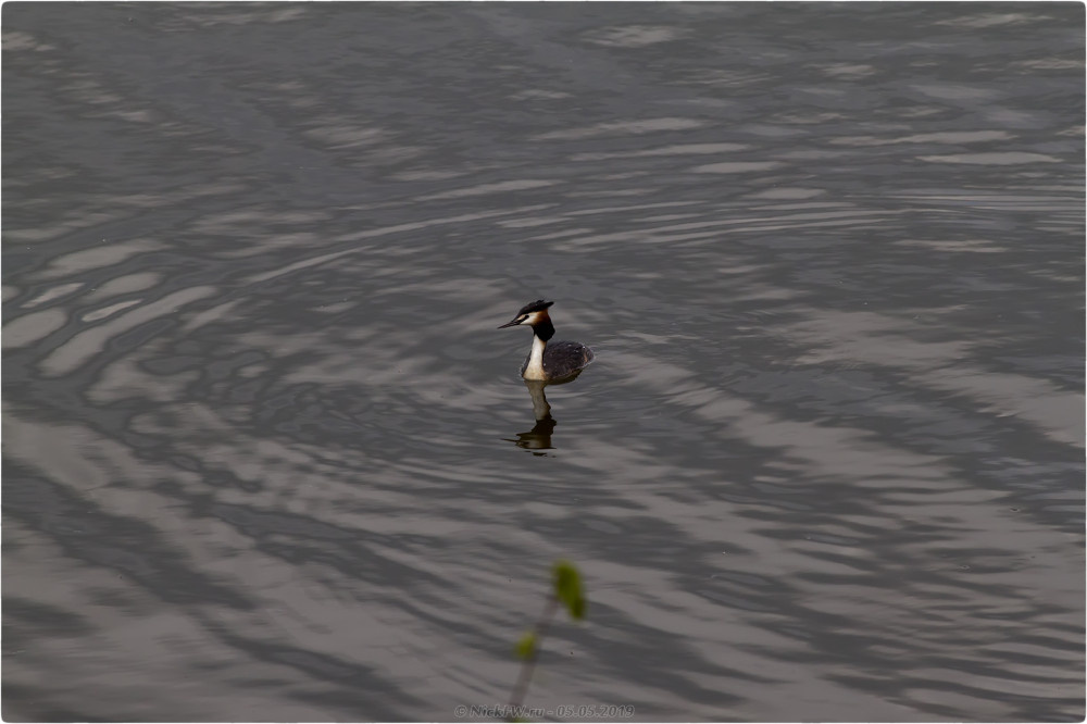 2. Чомга - нижний Царицынский пруд © NickFW.ru - 05.05.2019г.