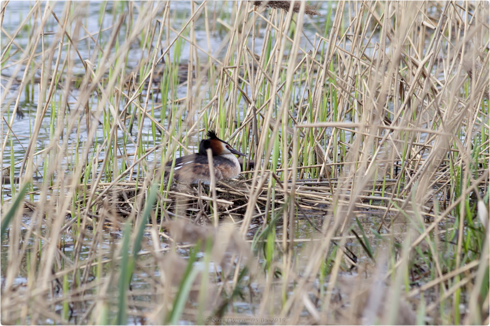 1. Чомга на гнезде - нижний Царицынский пруд © NickFW.ru - 05.05.2019г.