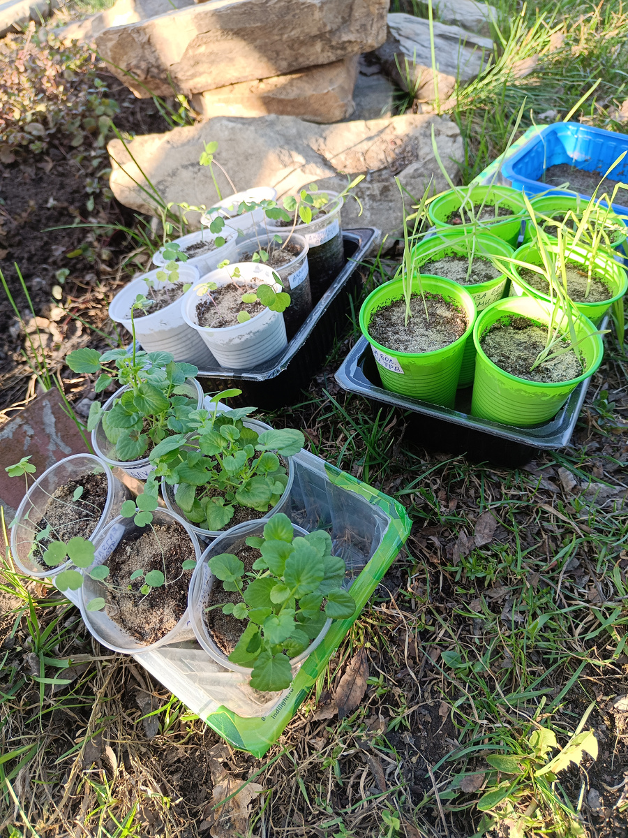 Злаки застоялись и истончились в помещении с недостатком света / –>листать