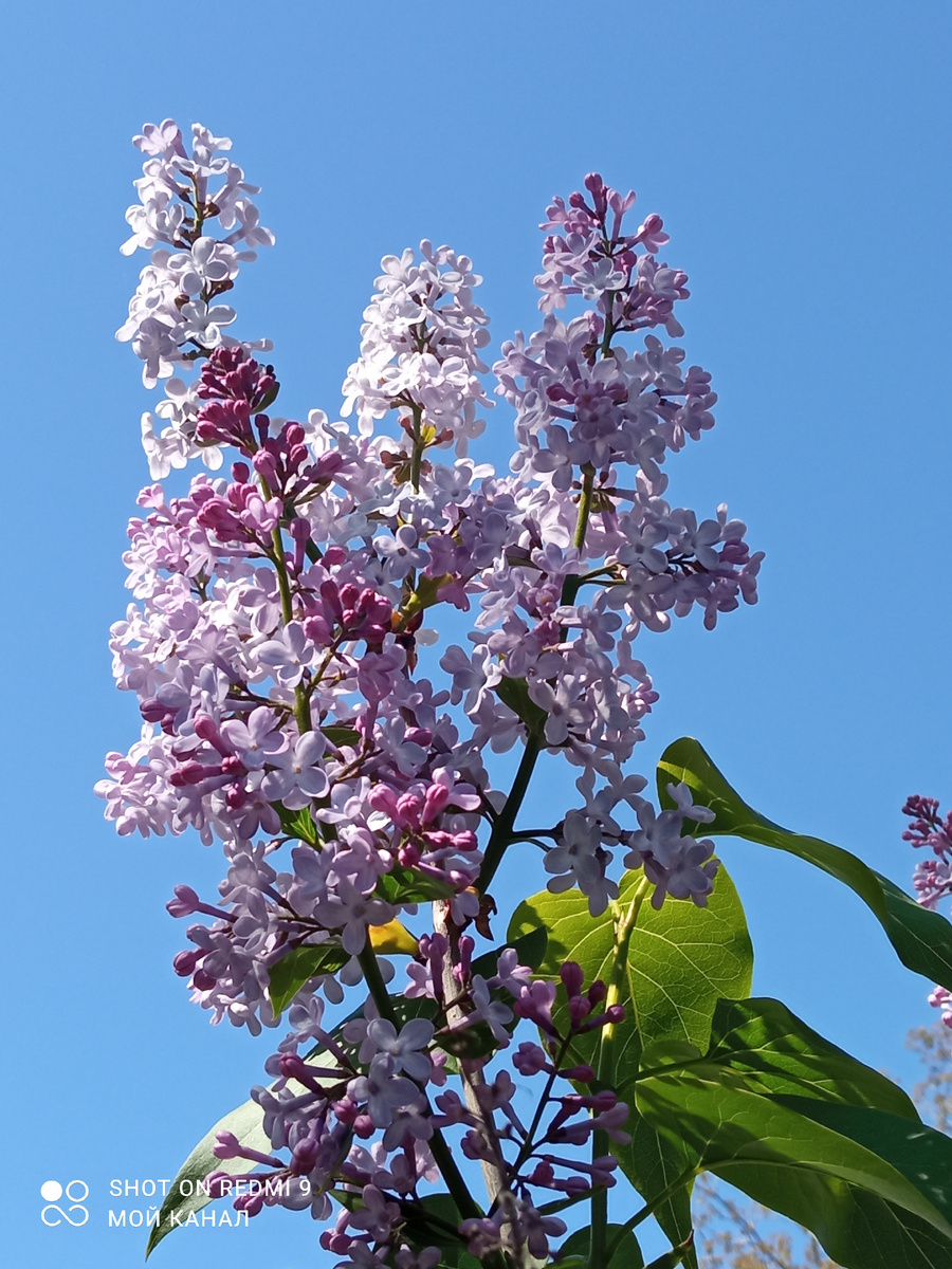 Май и сирень неразделимы. Фото автора.