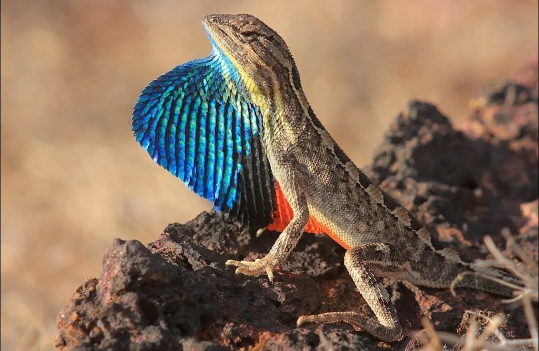 Звёздная ночь ожила.