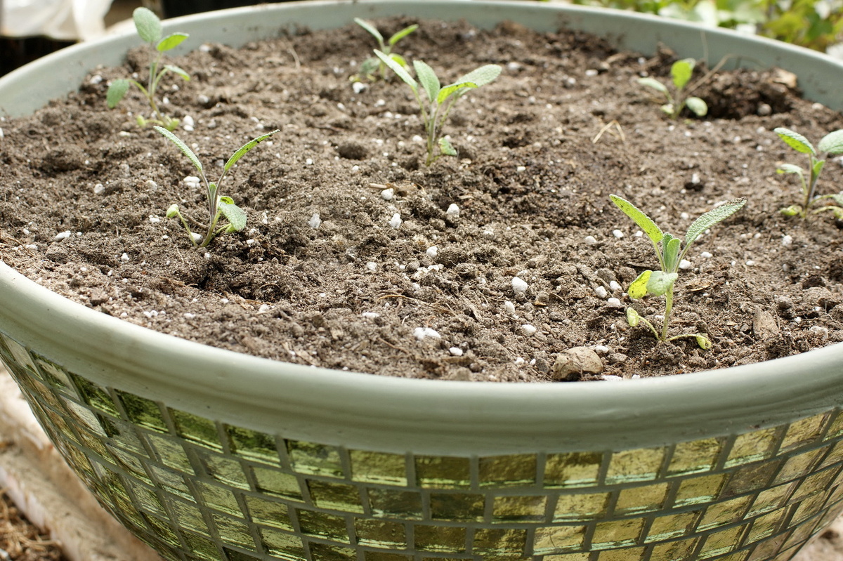 Ещё пару дней назад шалфей лекарственный сидел в лотке, а теперь привыкает к новому месту жительства и завтра пойдёт уже на выход из теплицы. 