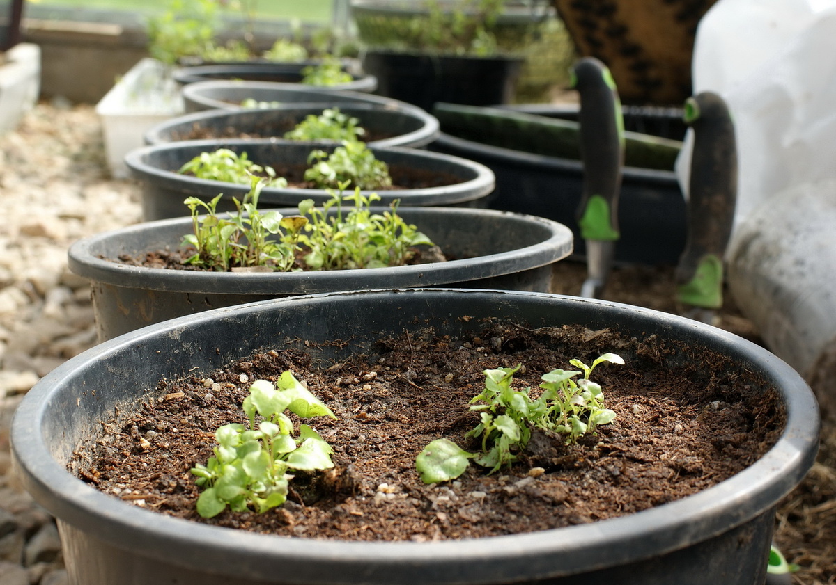 Вчерашний рывок под конец рабочего дня – высадка стриженой лобелии в горшки. К контейнерному саду готовы! 