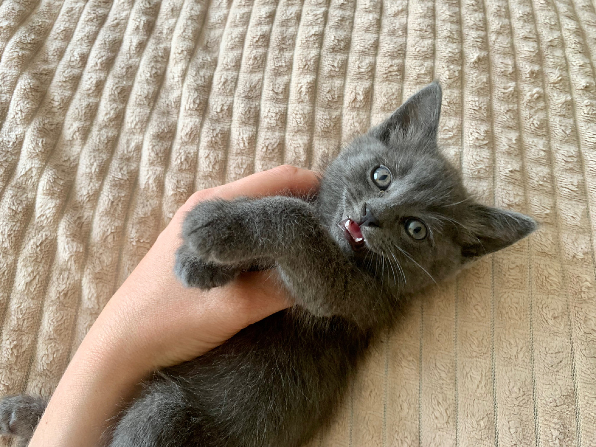 Вот он виновник торжества ))))