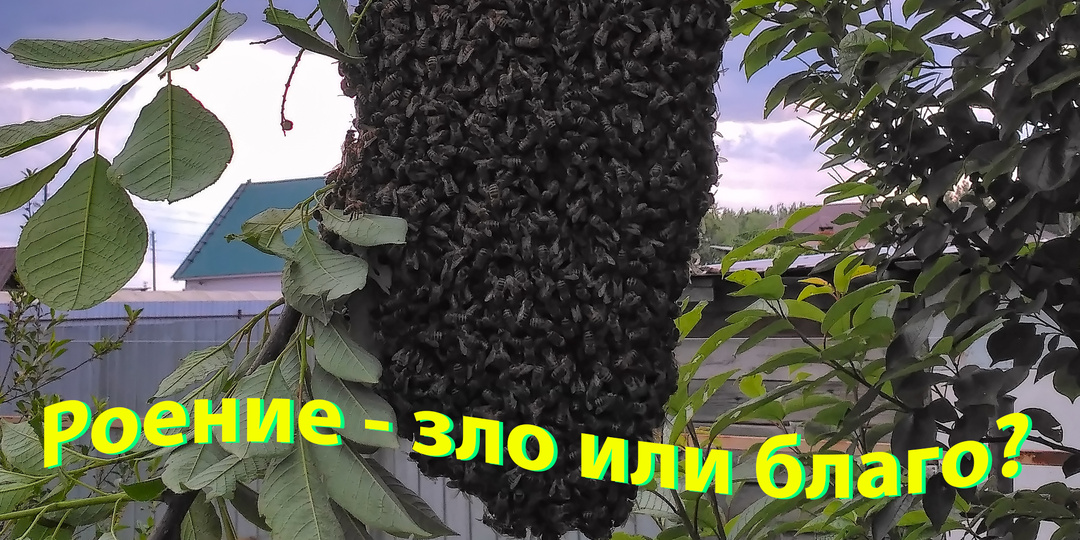 Роение - зло или благо? Мнение профессора Кашковского